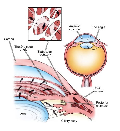 Drainage angle of the eye